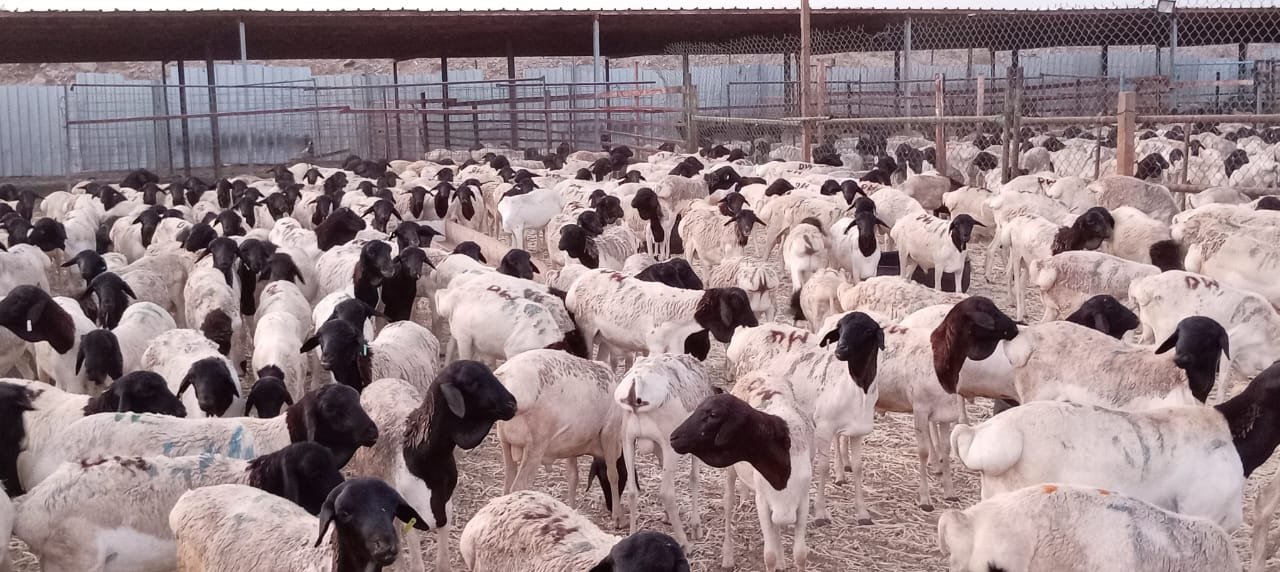 هدي خروف بربري - الصورة 3