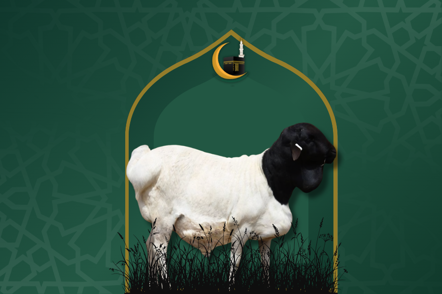 هدي خروف بربري - الصورة 2